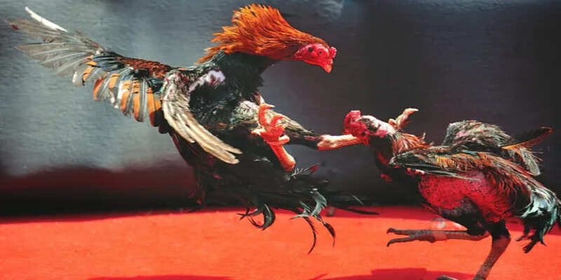 Tác hại khi sử dụng thuốc bịp sai cách