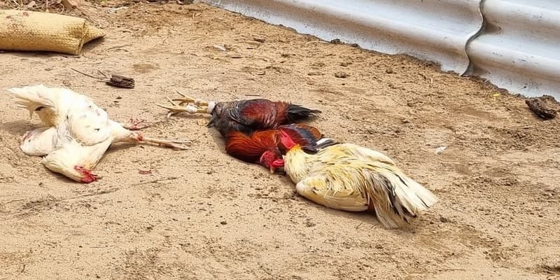 Đá Gà Thomo Sky88 Trực Tuyến Hấp Dẫn Với Những Trận Đấu Hay 4 Học cách chơi đơn giản từ chỉ dẫn của nhà cái