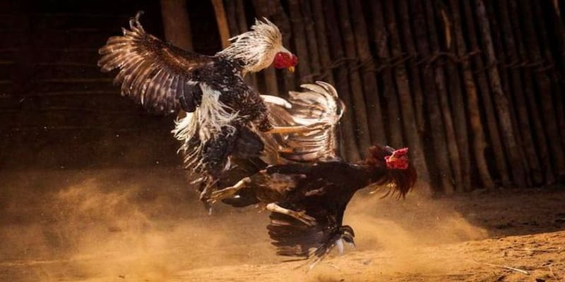 Đá Gà Campuchia Trực Tiếp Hấp Dẫn Tại Casino Sky88 3 Quy luật của đá gà campuchia